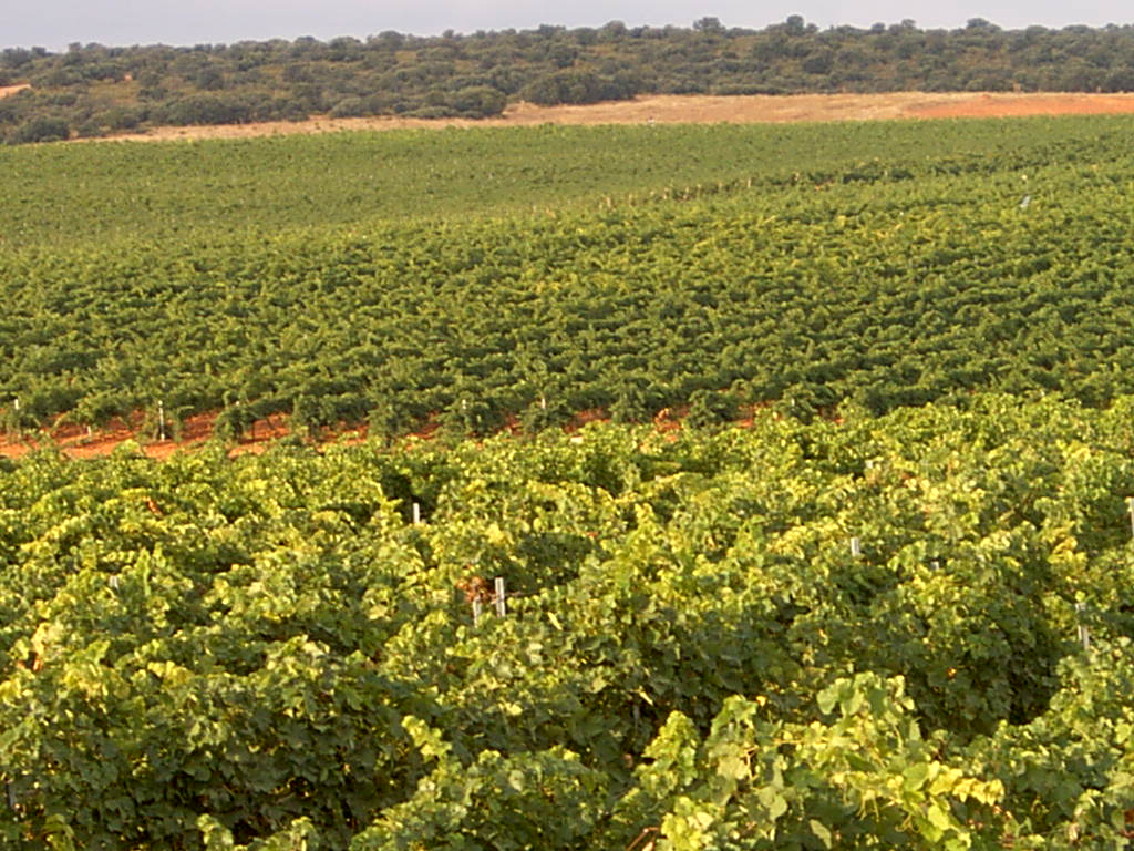 Planes de reestructuración y reconversión de viñedo