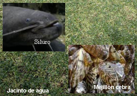Especies exoticas invasoras