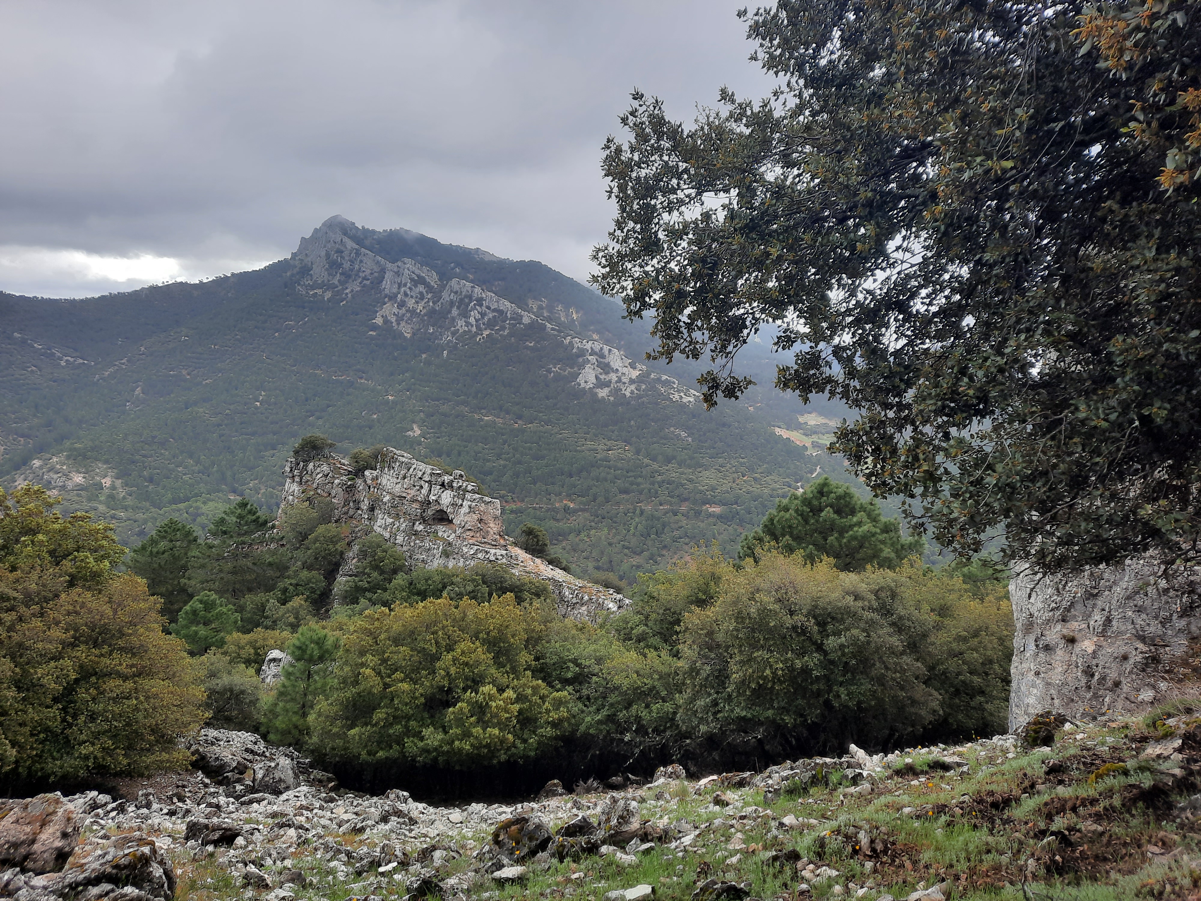 Modificación de la Ley 3/2008, de 12 de junio de Montes y Gestión Forestal Sostenible de Castilla La Mancha