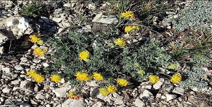 Anthyllis rupestris Coss.