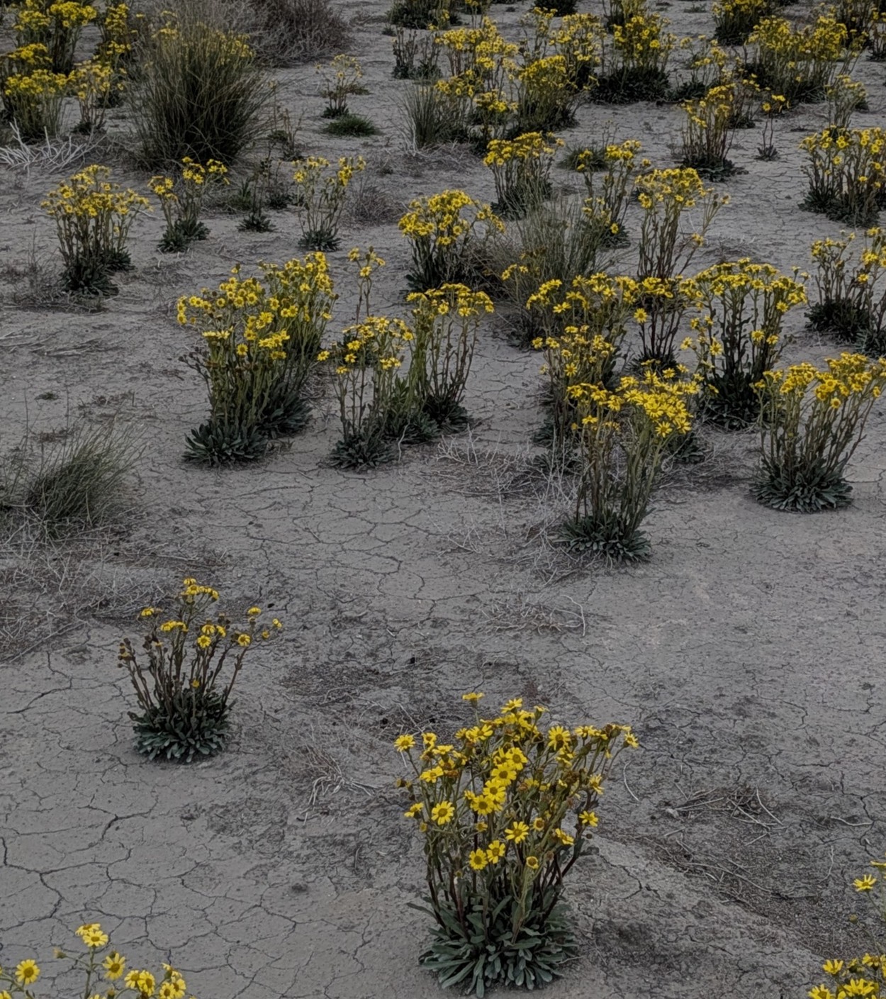 Microrreserva Blanquizales